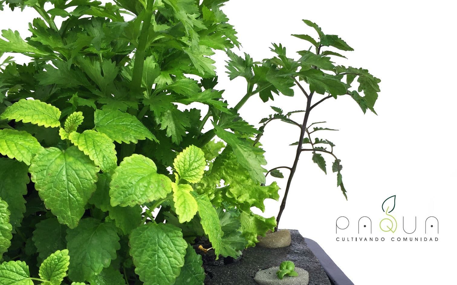 Paqua hydroponic systems